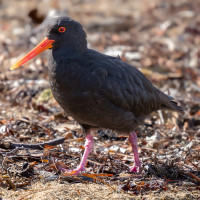 Variable Oystercatcher